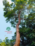 CÂY NHỘI