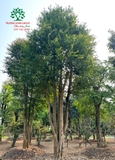 Cây Bồ Quân