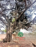 Cây Vú Sữa