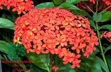 CÂY HOA MẪU ĐƠN TA (TRUYỀN THỐNG)