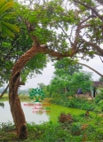 CÂY ỔI