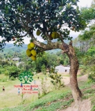 Cây Mít