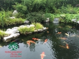 Hồ cá Koi 46
