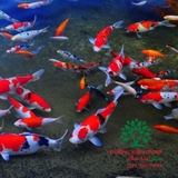 Hồ cá Koi 44