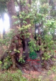 Cây Khế
