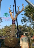 Thi công thực tế 92
