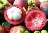 CÂY MĂNG CỤT