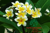 Cây Đại