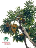 Cây Trứng Gà