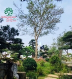 CÂY HOA MỘC HƯƠNG