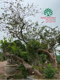 CÂY ỔI