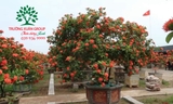 CÂY HOA MẪU ĐƠN TA (TRUYỀN THỐNG)