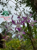 Hoa Lan