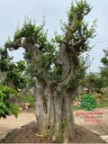 CÂY DUỐI