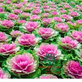 Hoa Bắp Cải