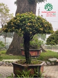 CÂY HOA MẪU ĐƠN TA (TRUYỀN THỐNG)