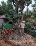 CÂY VẢI