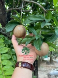 Cây Hồng Xiêm