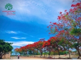 Cây Phượng