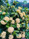 CÂY HOA MẪU ĐƠN TA (TRUYỀN THỐNG)