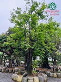 Cây Khế