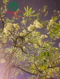 CÂY HOA SỮA