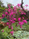 Hoa Giấy