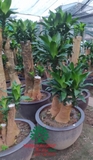 HOA THIẾT MỘC LAN