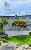 CÂY HOA MẪU ĐƠN TA (TRUYỀN THỐNG)