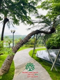 CÂY THIÊN TUẾ