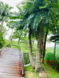 CÂY THIÊN TUẾ