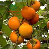 CÂY HỒNG GIÒN