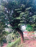 Cây Khế