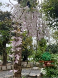 Hoa Lan