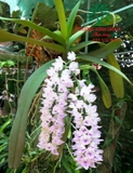 Hoa Lan
