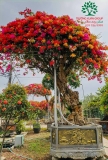 Hoa Giấy