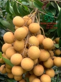 Cây Nhãn