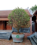 CÂY MAI TỨ QUÝ
