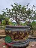 Bonsai 94