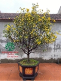 CÂY MAI TỨ QUÝ
