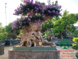 Cây Bằng Lăng