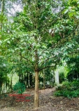 Cây Dâu Da Đất