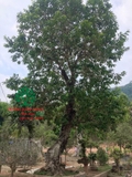 CÂY VỐI