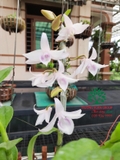 Hoa Lan