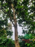 CÂY BƠ