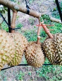 Cây Sầu Riêng