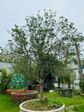 CÂY HOA MỘC HƯƠNG