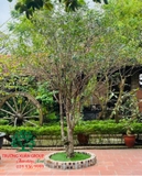 CÂY HOA MỘC HƯƠNG