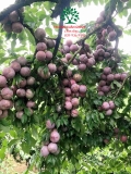 Cây Mận