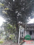 Cây Hồng Xiêm